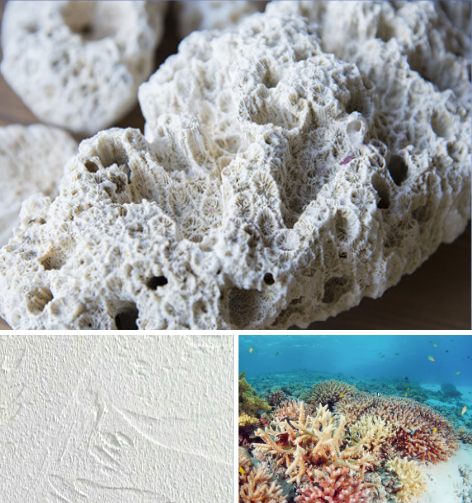 風化造礁珊瑚で塗った壁